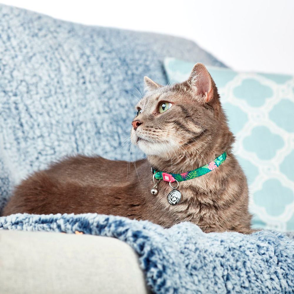 MAX & MOLLY - COLEIRA PARA GATO COM ID TAG "TROPICAL"