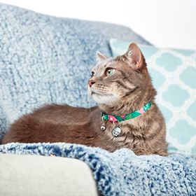MAX & MOLLY - COLEIRA PARA GATO COM ID TAG "TROPICAL"
