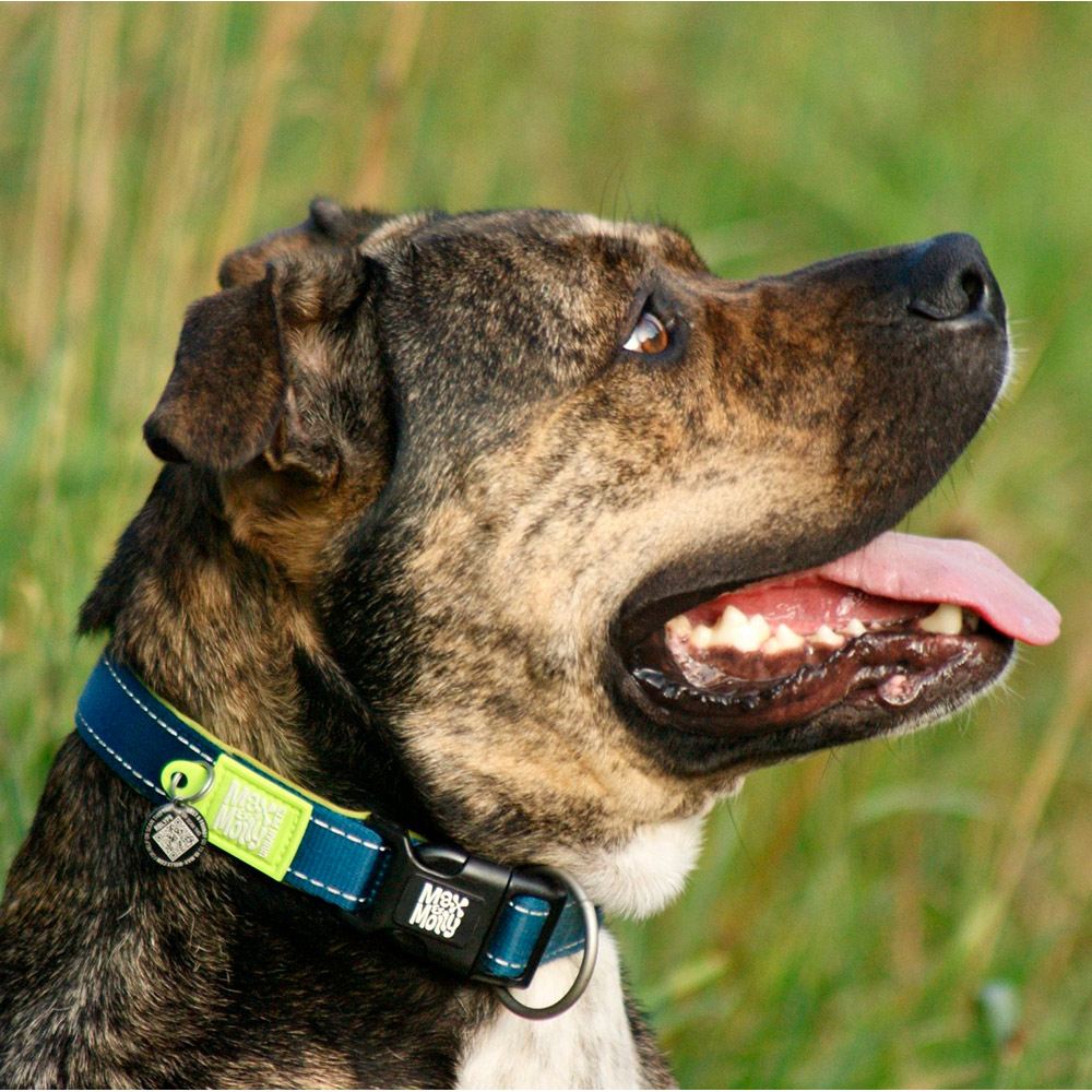 MAX & MOLLY - COLEIRA COM ID TAG "MATRIX LIME GREEN"