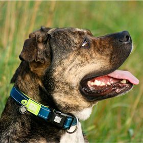 MAX & MOLLY - COLEIRA COM ID TAG "MATRIX LIME GREEN"