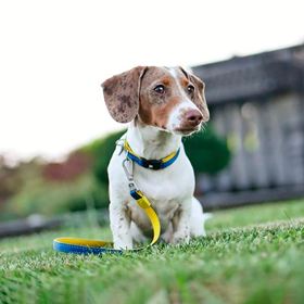 MAX & MOLLY - COLEIRA COM ID TAG "MATRIX YELLOW"