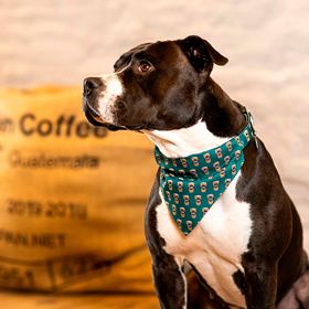 MAX & MOLLY - BANDANA "COFFEE BREAK"