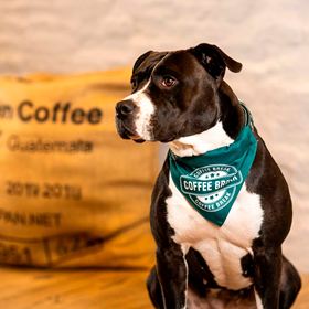MAX & MOLLY - BANDANA "COFFEE BREAK"