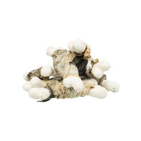 PREMIO - FISHIES (PEIXE BRANCO)