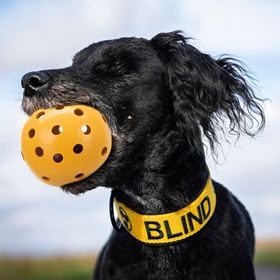 BOLA PARA CÃES INVISUAIS