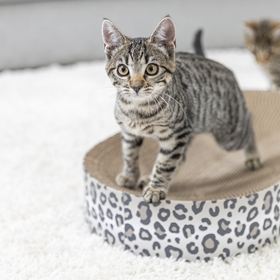 CAMA/ARRANHADOR EM CARTÃO "LEO"