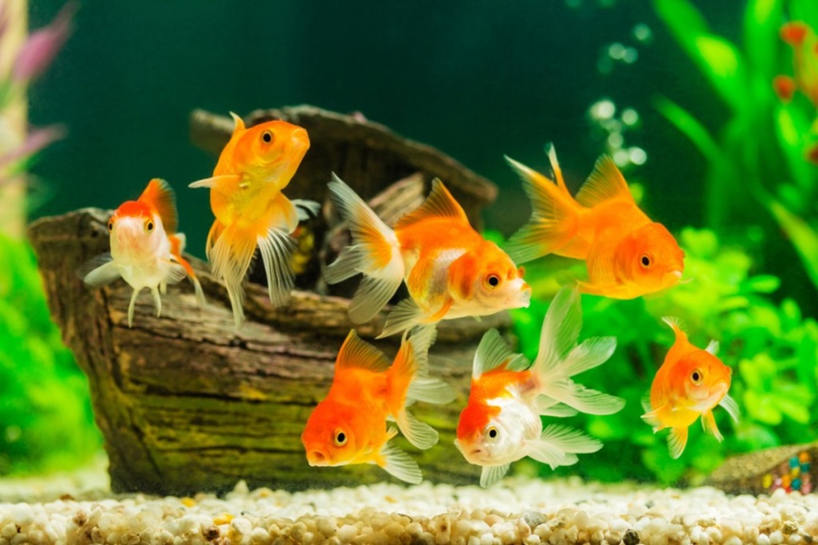 https://bo.capmsf.pt/FileUploads/servicos/manutencao-de-aquarios-e-lagos/aquario-para-peixes-de-agua-doce.jpg
