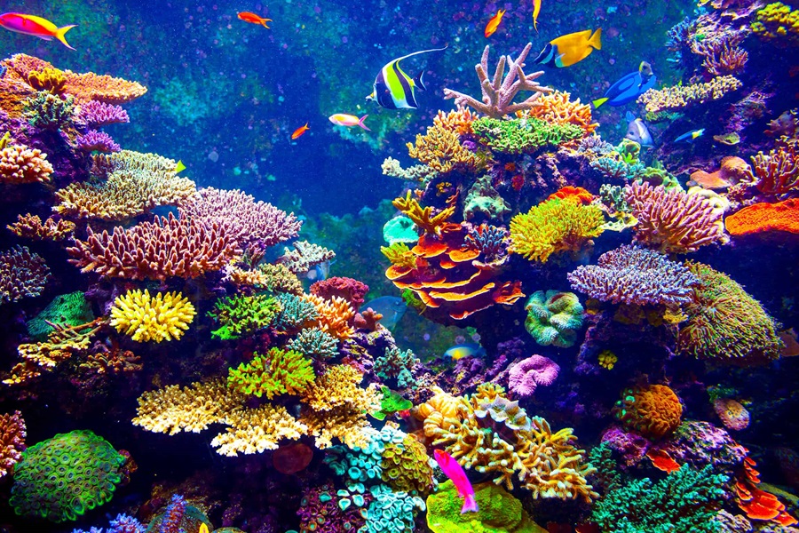 https://bo.capmsf.pt/FileUploads/servicos/manutencao-de-aquarios-e-lagos/shutterstock_243413140.jpg